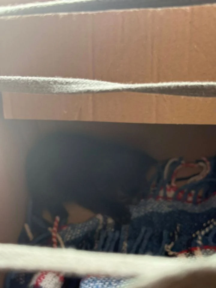 Cztery małe kocięta w kartonie porzucone na śmietniku. Schronisko prosi o pomoc