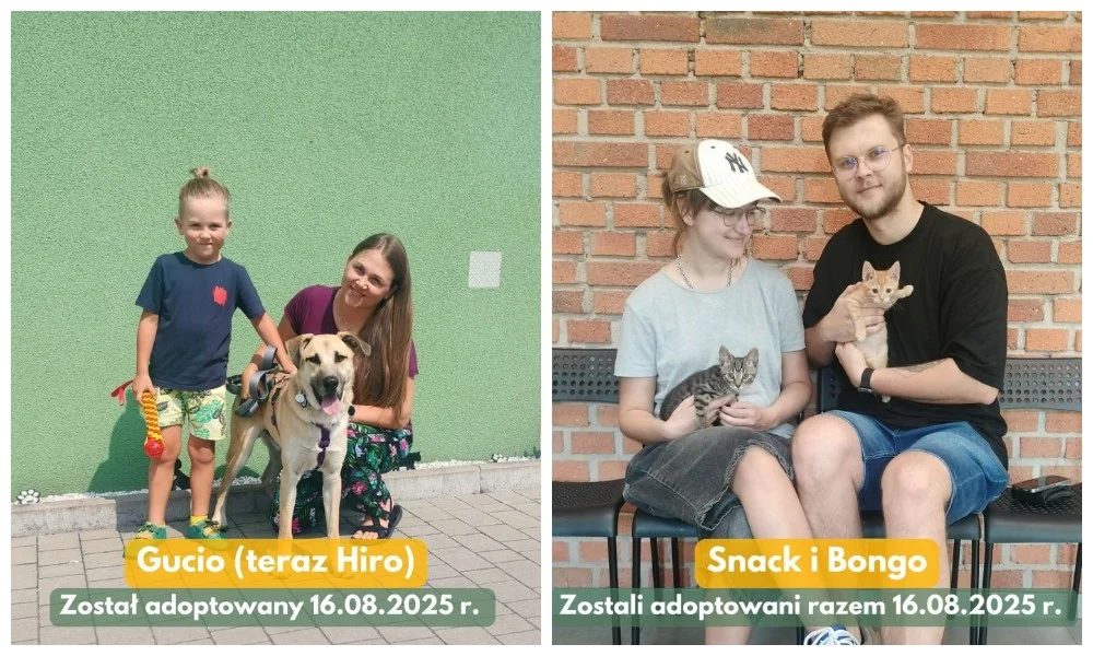 Kolejne adopcyjne podsumowanie tygodnia – kolejne czworonogi znalazły dom