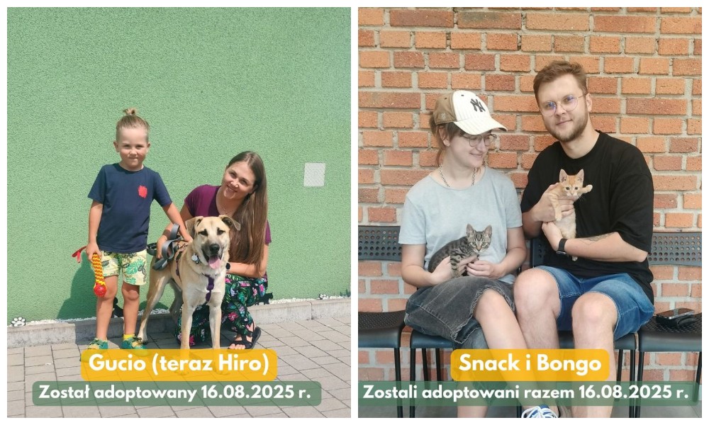 Kolejne adopcyjne podsumowanie tygodnia – kolejne czworonogi znalazły dom