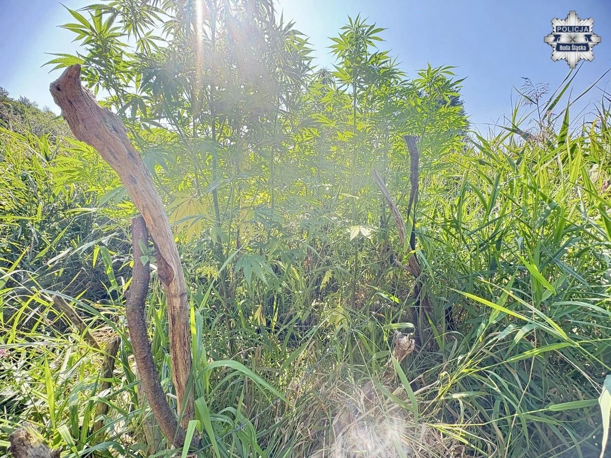 Zgłoszenie o pobiciu w Rudzie Śląskiej ujawniło plantację marihuany