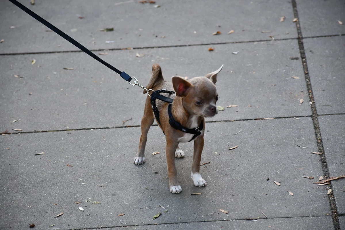 XXIV Festiwal Orkiestr Dętych w Rudzie Śląskiej 91