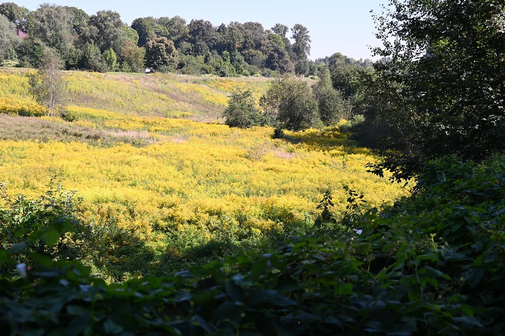 Bytomka zyska drugie życie dzięki unijnej dotacji. Ponad 21 mln zł na renaturyzację