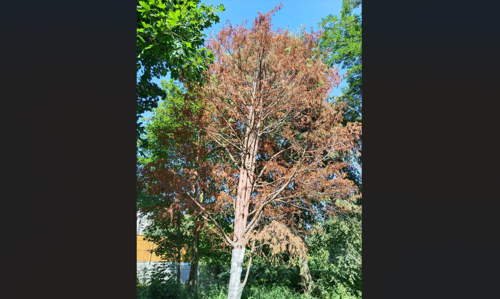 Smutny los 200-letniego cisa. Drzewo nie najlepiej zniosło przesadzenie