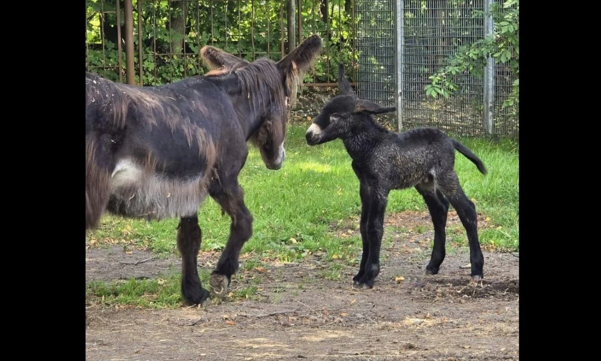 W Śląskim Ogrodzie Zoologicznym urodził się osiołek poitou! Poznajcie małego Dantego