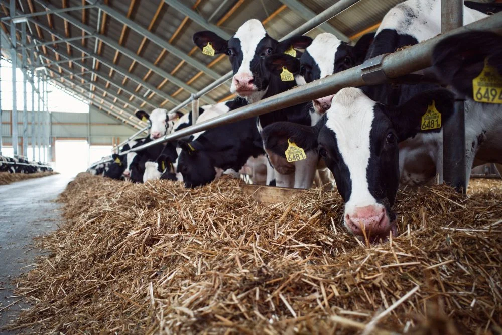 Jak dobrać właściwe dodatki paszowe na problemy metaboliczne: przewodnik ATL AGRO