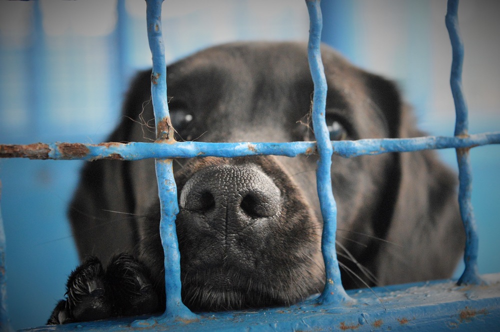 Wzrost liczby porzuconych zwierząt w Tyskim schronisku
