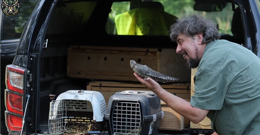 Leśne Pogotowie: Ptaki wróciły na wolność po rehabilitacji