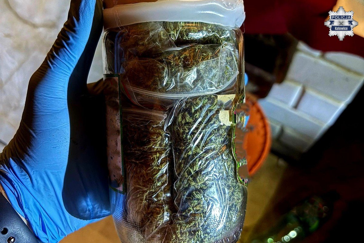 Plantacja marihuany 1