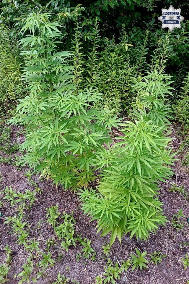 Plantacja marihuany 2