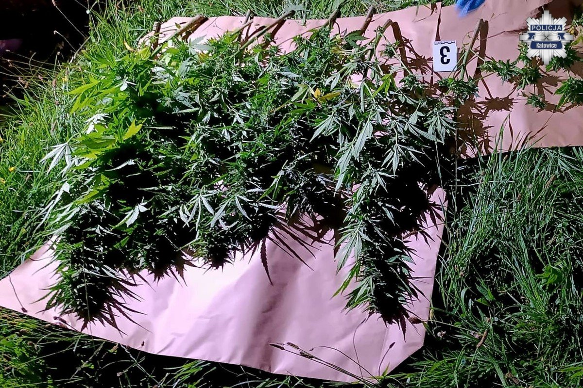 Plantacja marihuany 3