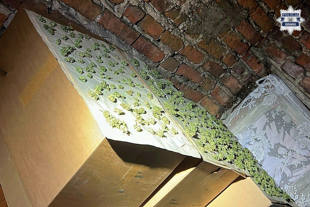 Plantacja marihuany 4