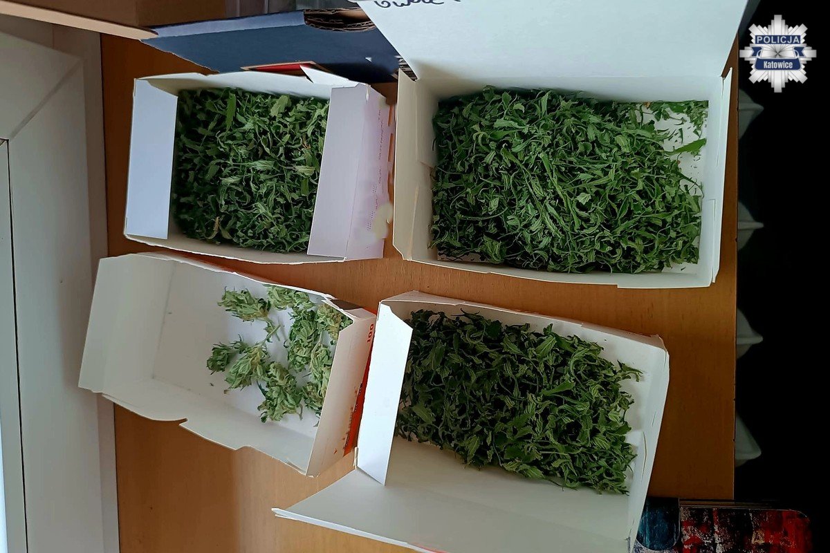 Plantacja marihuany 5