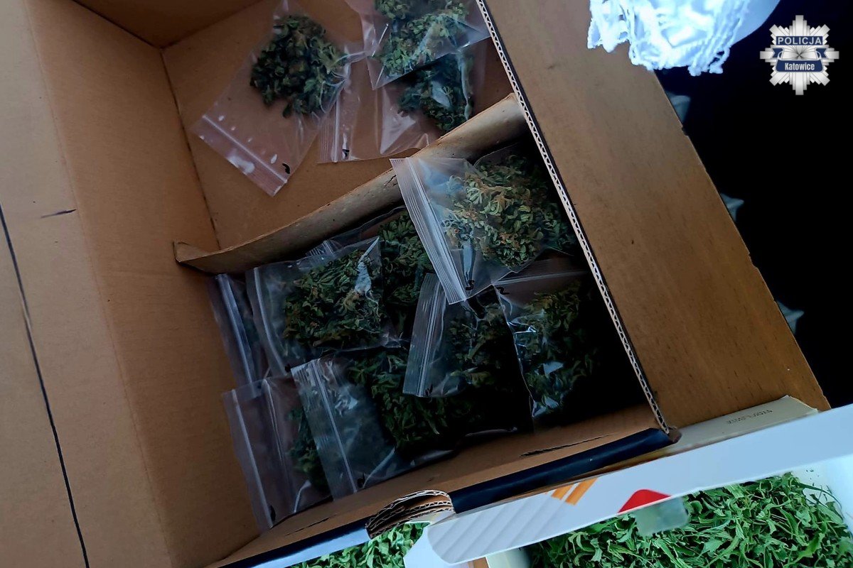 Plantacja marihuany 6