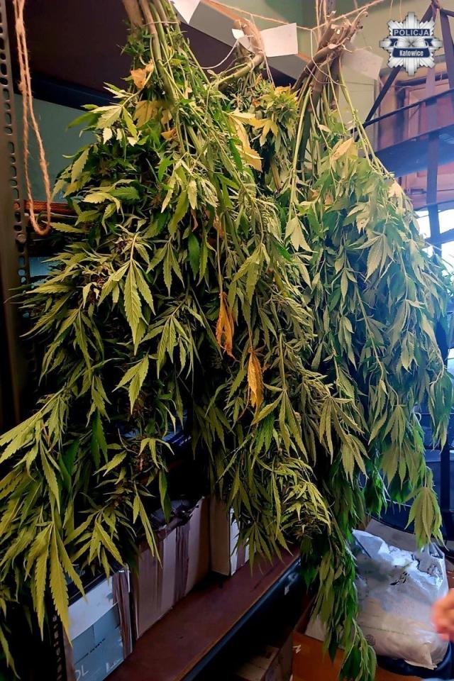 Plantacja marihuany 7