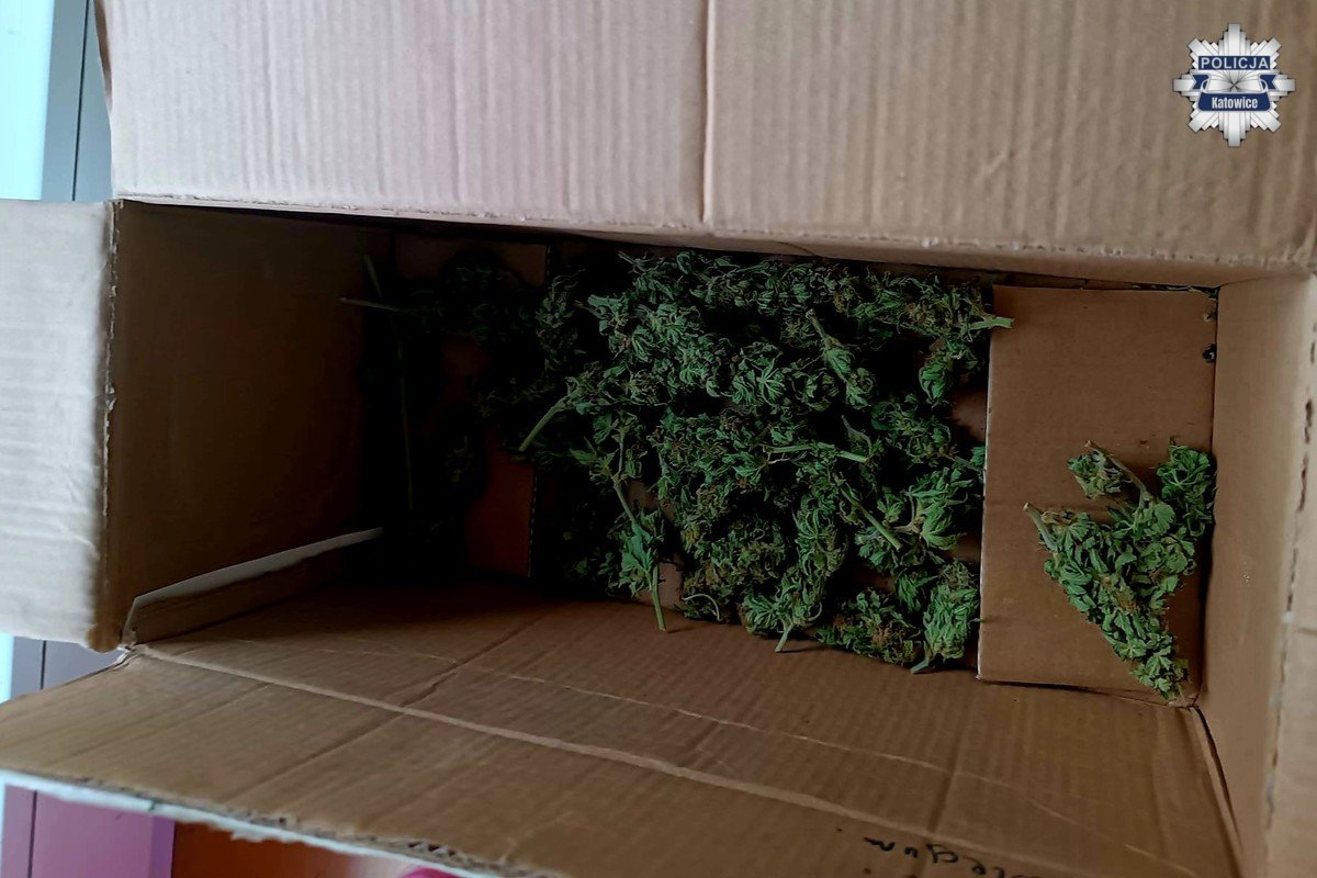 Plantacja marihuany 8