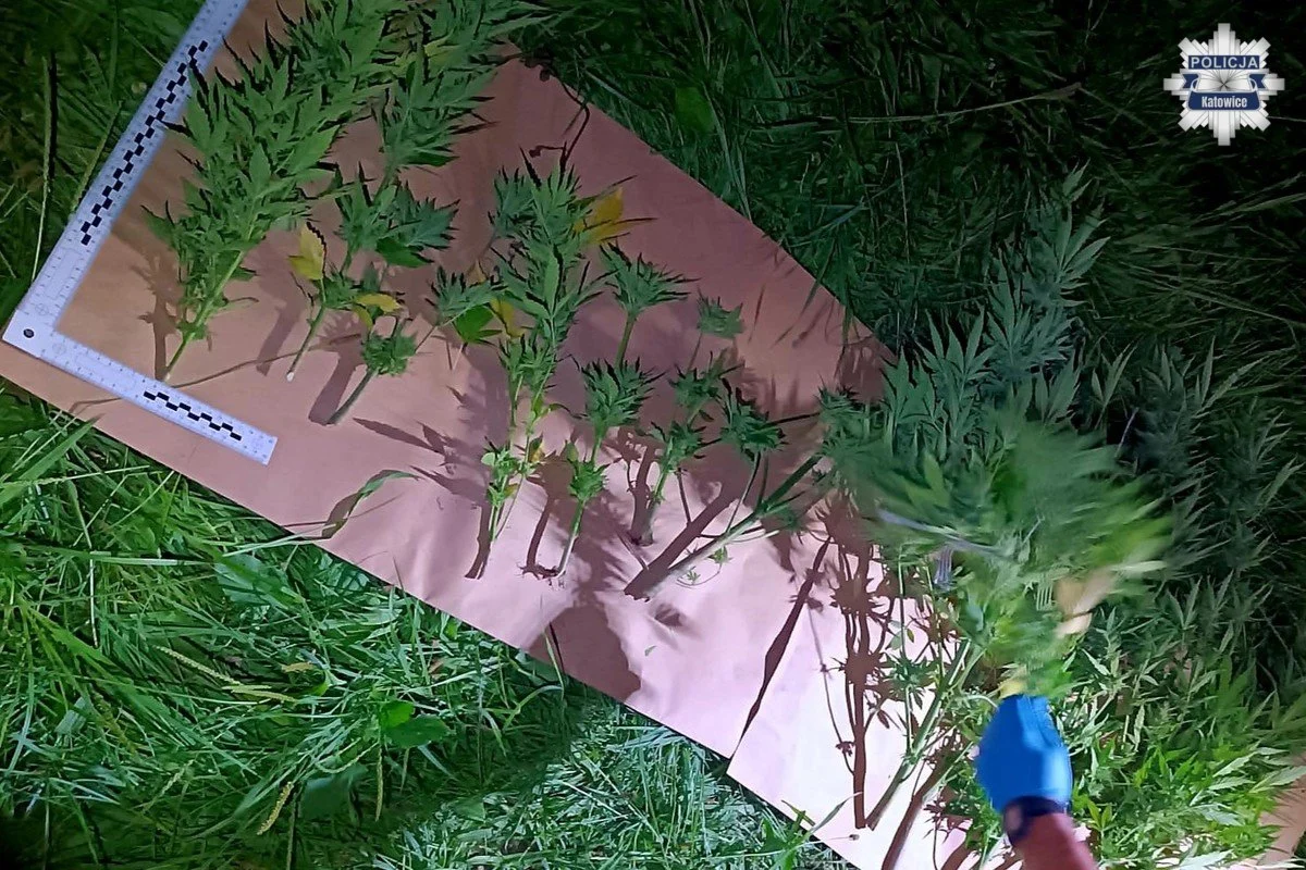 Katowiccy kryminalni przejęli narkotyki i rozbili leśną plantację