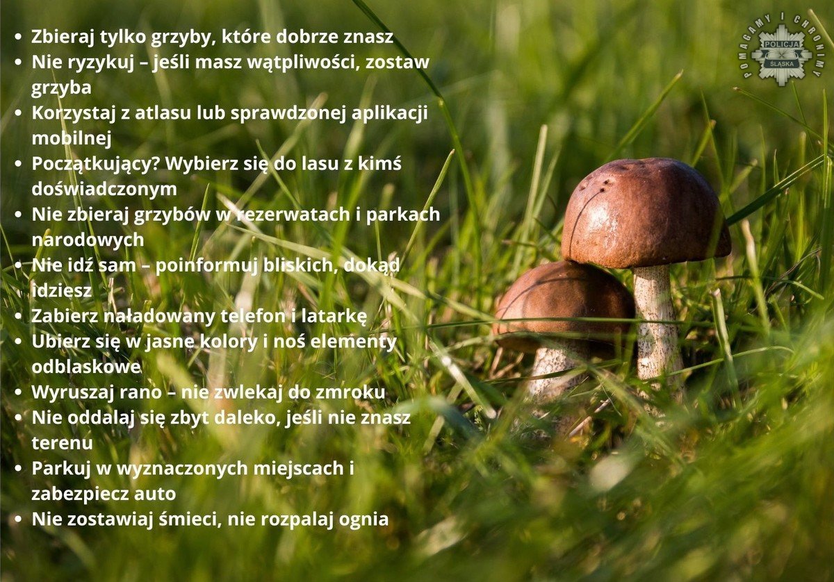 Śląskie lasy kuszą grzybiarzy. Jak zadbać o bezpieczeństwo?