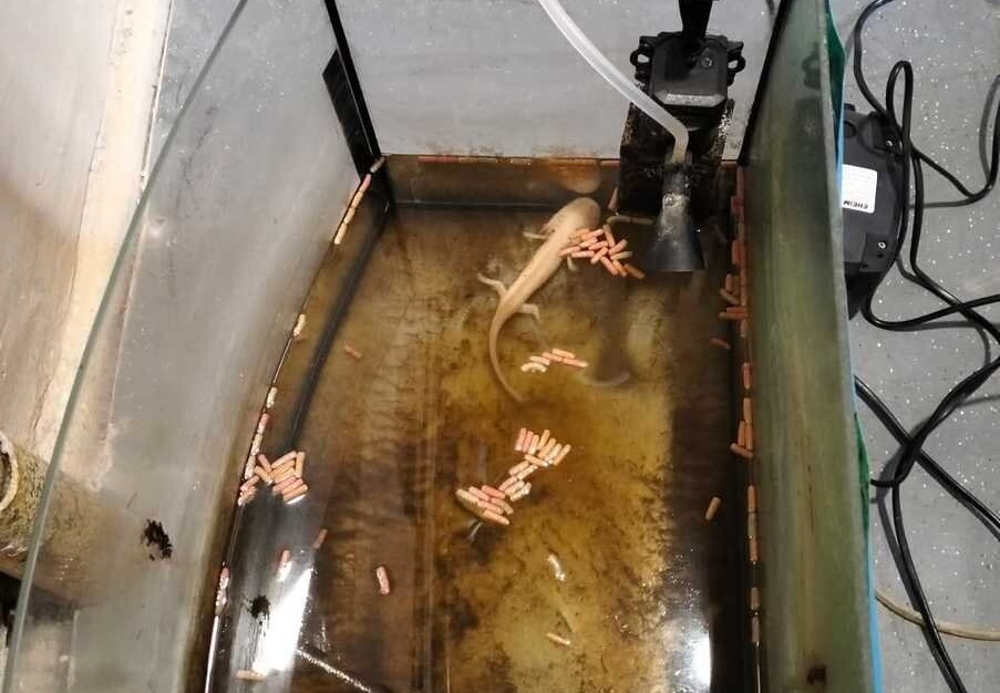 34-latka oskarżona o znęcanie się nad należącym do niej płazem