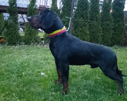 GOŃCZY POLSKI reproduktor polujący zaprasza