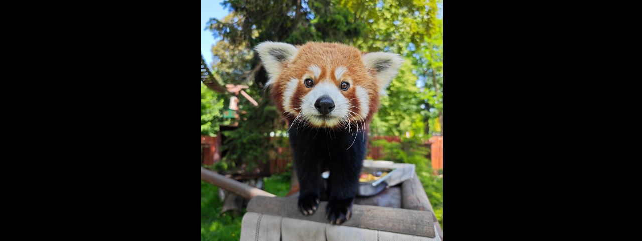 Pandka ruda z Chorzowa wyruszyła do Amsterdamu. Kabru ma nowy dom w zoo ARTIS