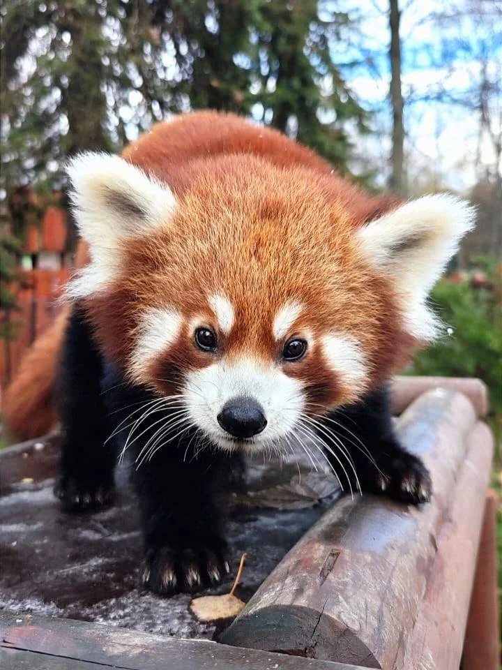 Pandka ruda z Chorzowa wyruszyła do Amsterdamu. Kabru ma nowy dom w zoo ARTIS