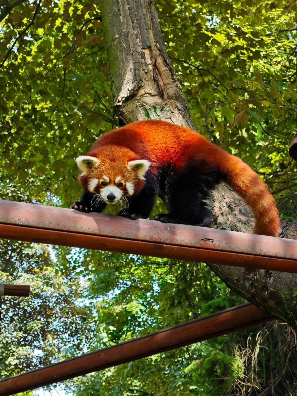 Pandka ruda z Chorzowa wyruszyła do Amsterdamu. Kabru ma nowy dom w zoo ARTIS