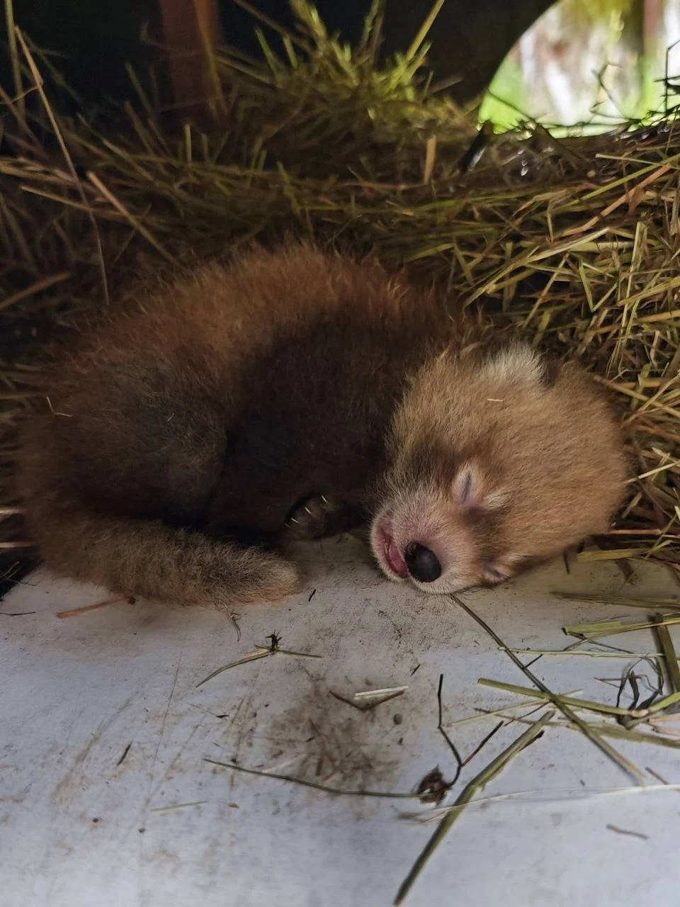 Pandka ruda z Chorzowa wyruszyła do Amsterdamu. Kabru ma nowy dom w zoo ARTIS