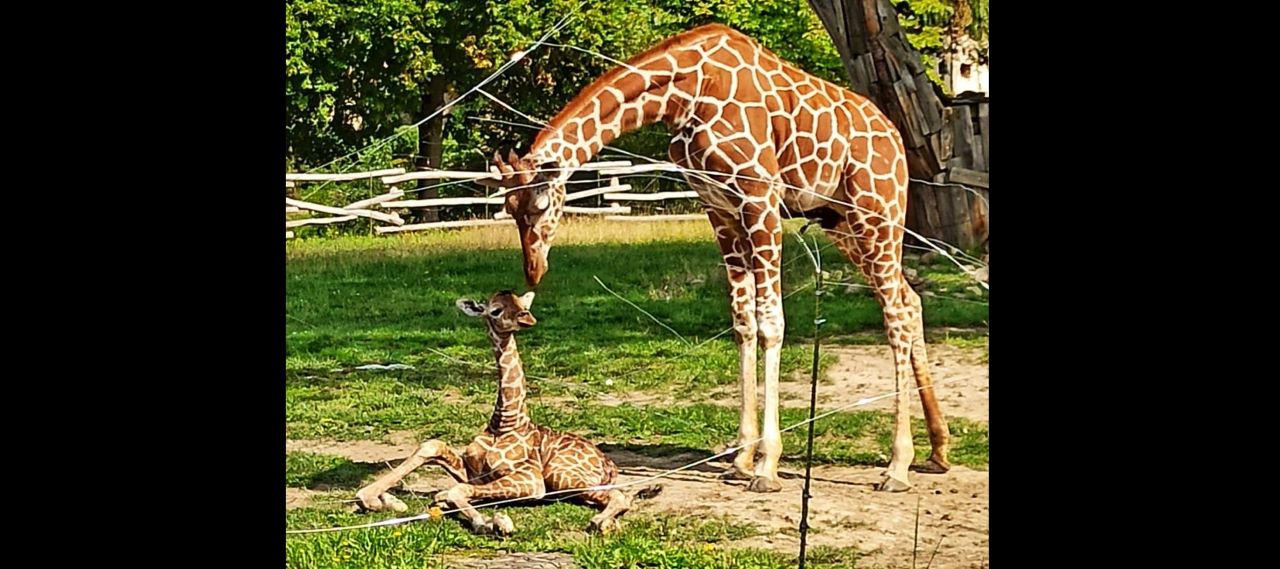 W Śląskim Ogrodzie Zoologicznym urodziła się żyrafa! Poznaj nowego mieszkańca