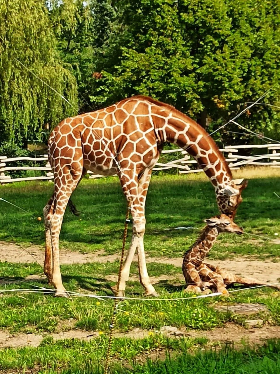 W Śląskim Ogrodzie Zoologicznym urodziła się żyrafa! Poznaj nowego mieszkańca