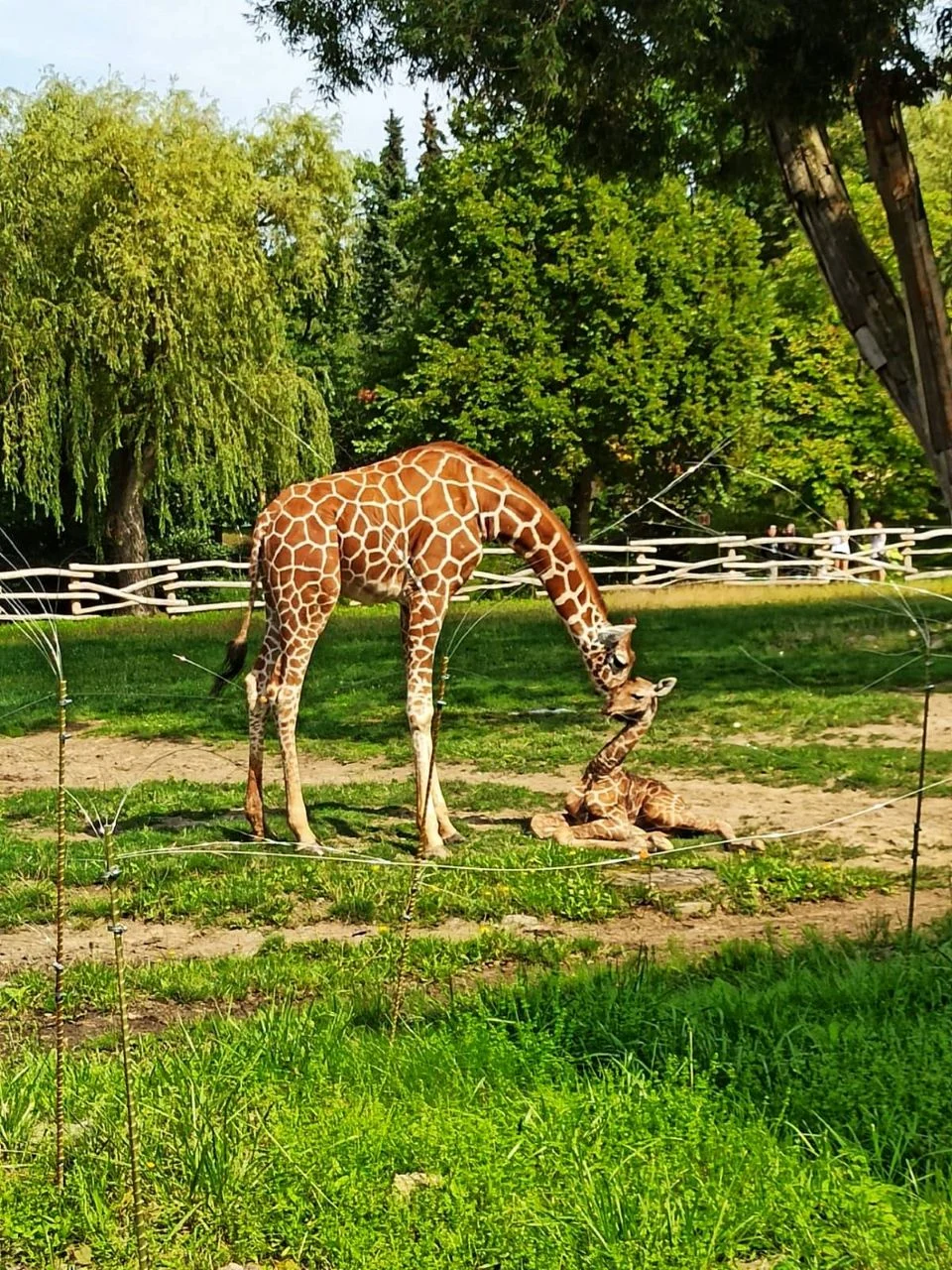 W Śląskim Ogrodzie Zoologicznym urodziła się żyrafa! Poznaj nowego mieszkańca
