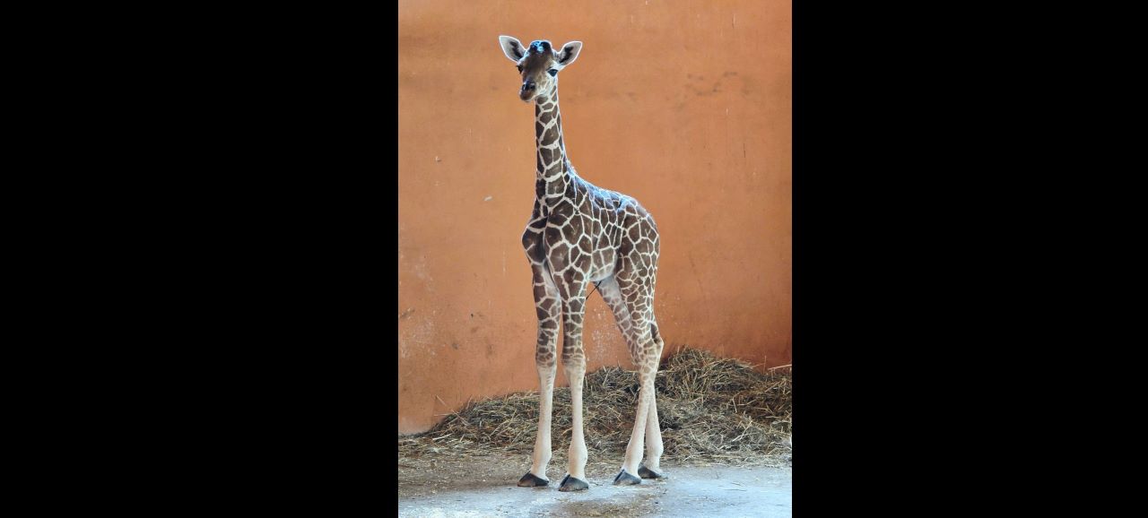 Nowy samiec w Śląskim ZOO – poznaliśmy płeć nowo narodzonej żyrafy