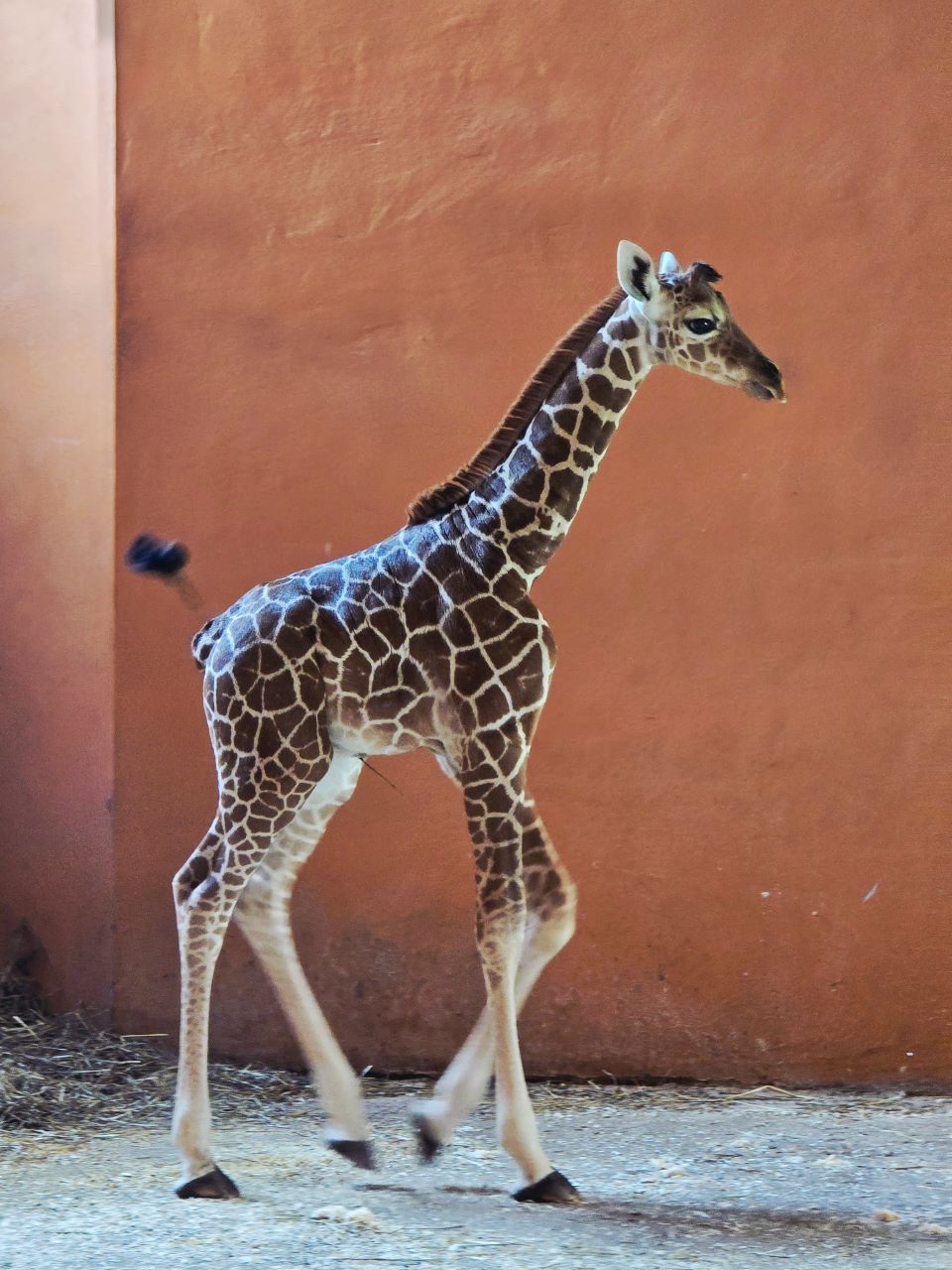 Nowy samiec w Śląskim ZOO – poznaliśmy płeć nowo narodzonej żyrafy