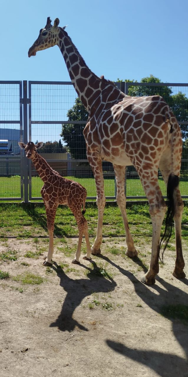 Nowy samiec w Śląskim ZOO – poznaliśmy płeć nowo narodzonej żyrafy