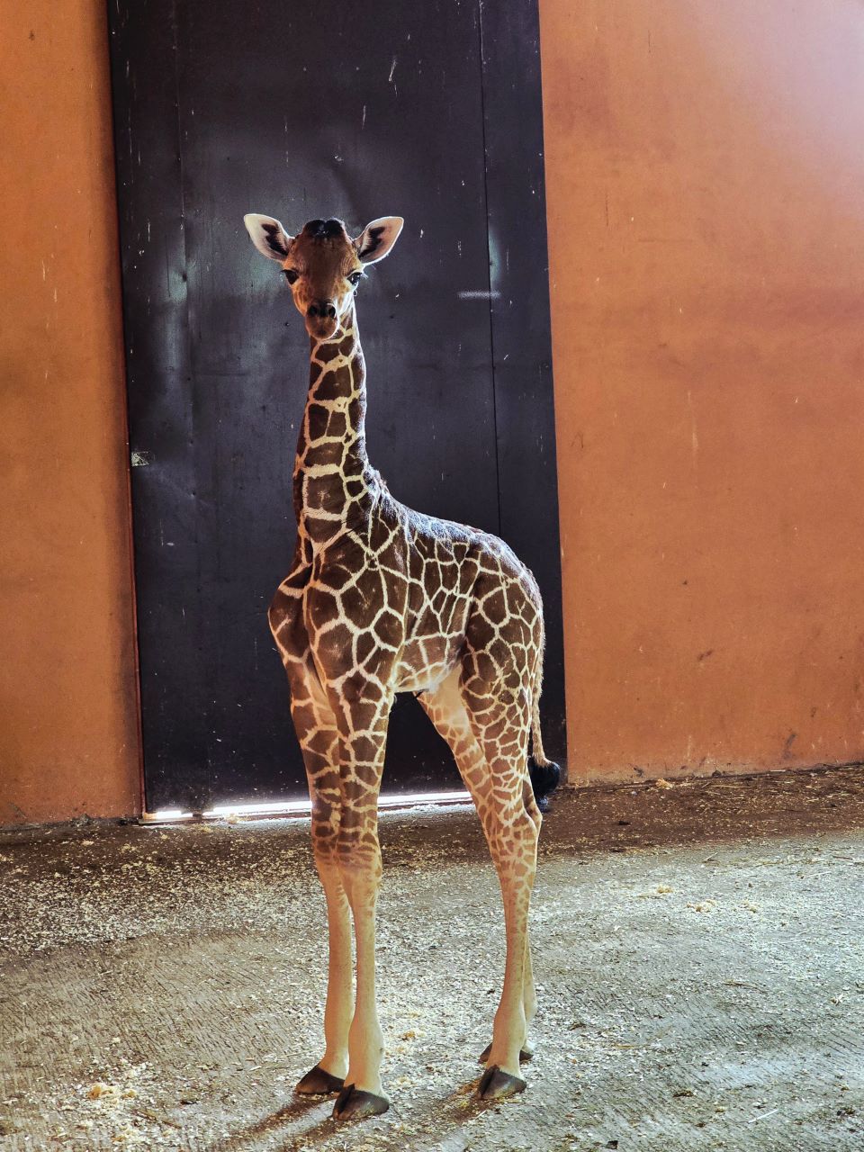Nowy samiec w Śląskim ZOO – poznaliśmy płeć nowo narodzonej żyrafy