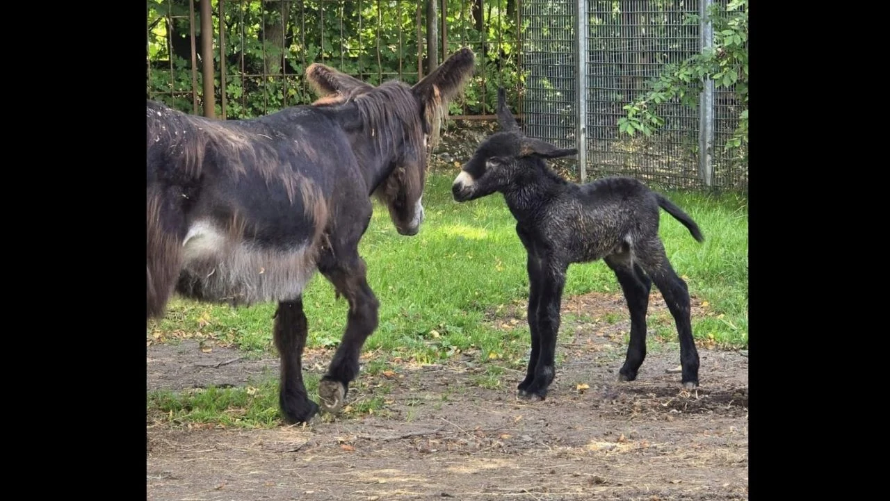 W Śląskim Ogrodzie Zoologicznym urodził się osiołek poitou! Poznajcie małego Dantego