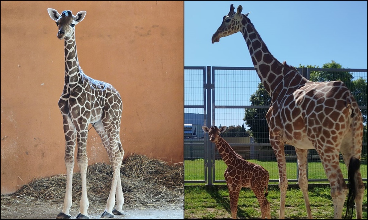 Nowy samiec w Śląskim ZOO – poznaliśmy płeć nowo narodzonej żyrafy