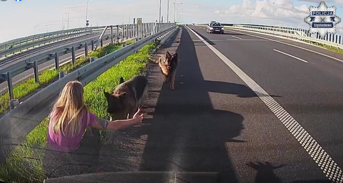 Policjantka z Częstochowy uratowała psy z ruchliwej drogi