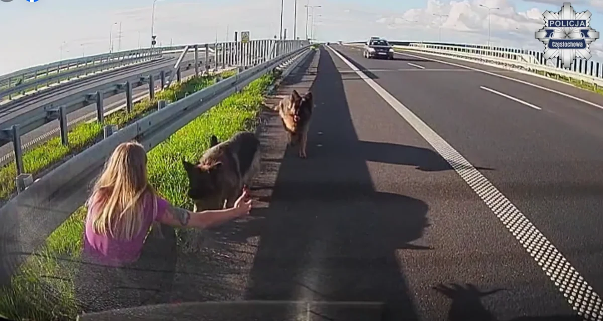 Policjantka z Częstochowy uratowała psy z ruchliwej drogi