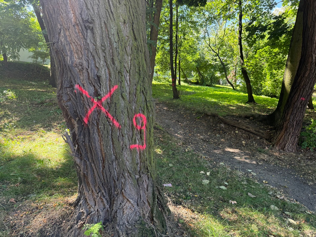 13 drzew do usunięcia w Bielszowicach. Park przy Domu Kultury czeka zmiana