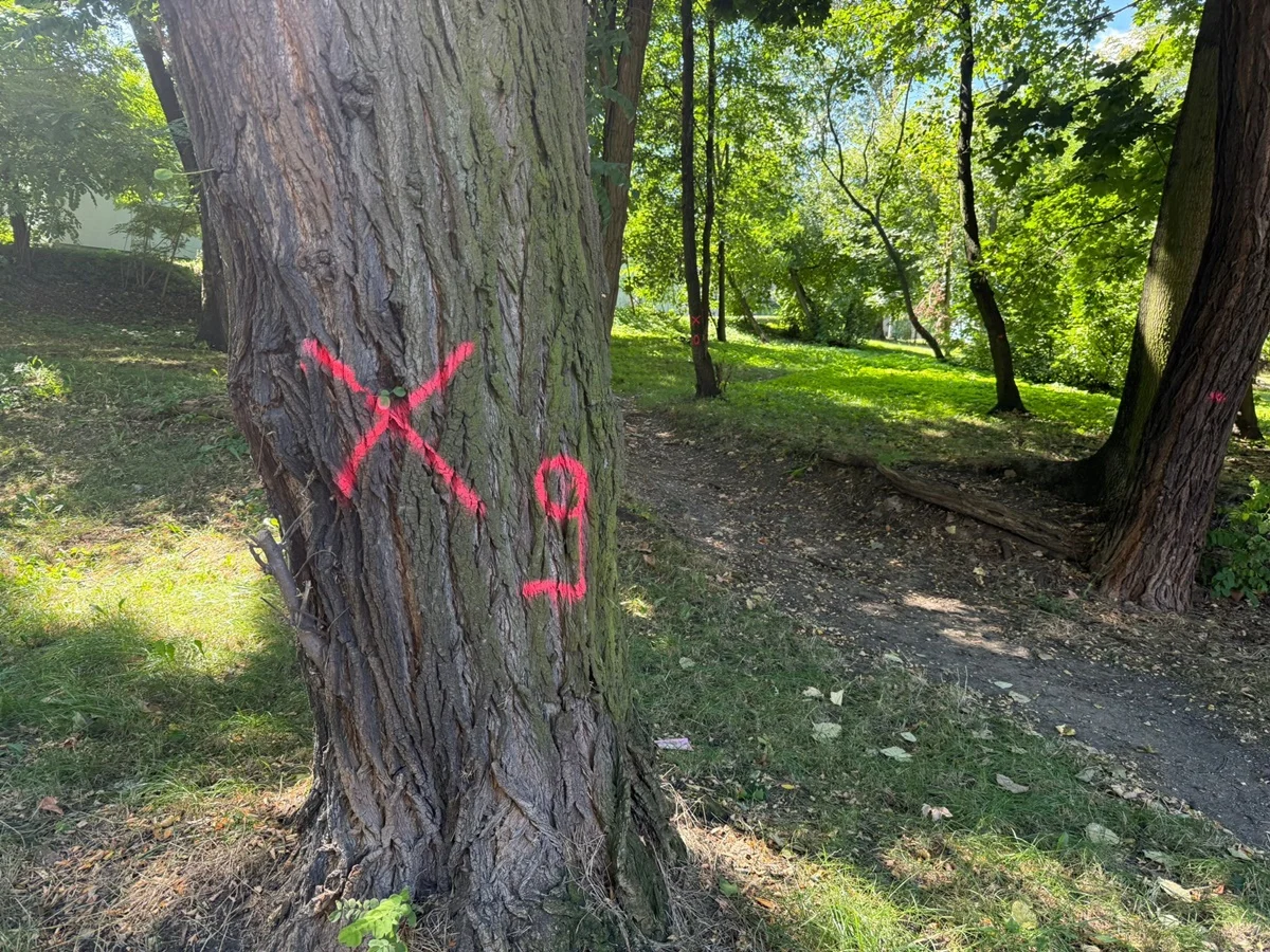 13 drzew do usunięcia w Bielszowicach. Park przy Domu Kultury czeka zmiana
