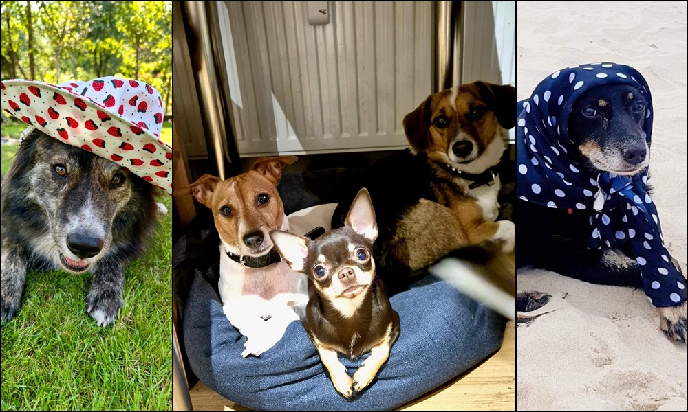 26 sierpnia świętowaliśmy Międzynarodowy Dzień Psa. Oto pupile naszych Czytelników [FOTO]