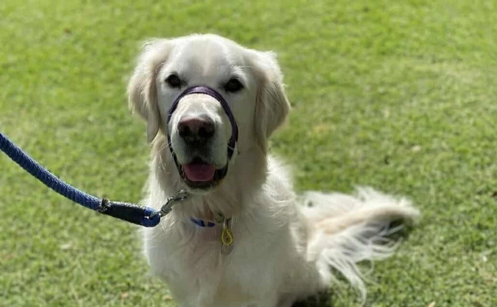 Czy historia o skatowanym psie znalezionym w lesie to oszustwo?