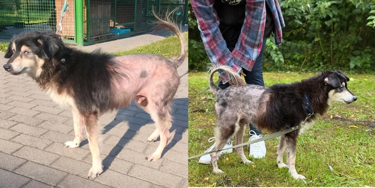 Psotek – pies, który zasługuje na drugą szansę