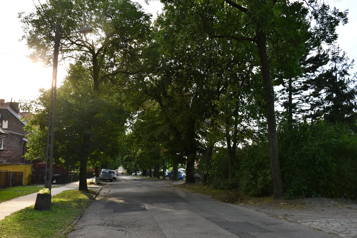 Ruda Śląska: Konflikt o wycinkę drzew przy modernizacji ulicy Sobieskiego