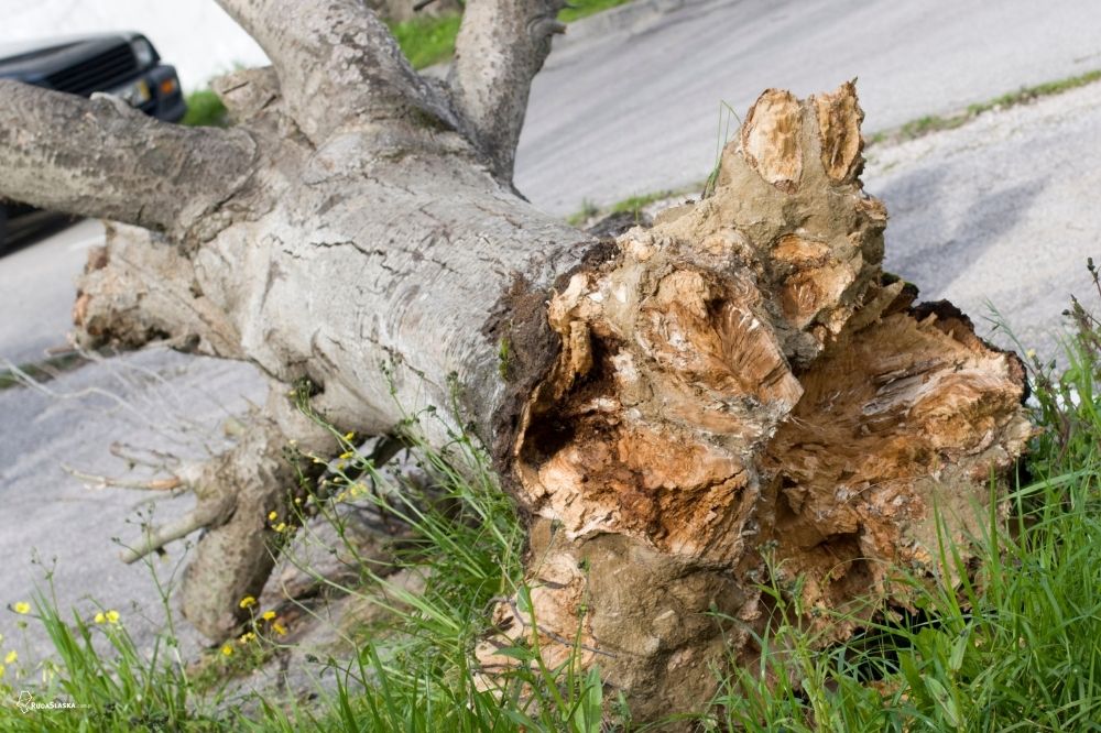 Utrudnienia na 1 Maja w Halembie – konar blokuje drogę!