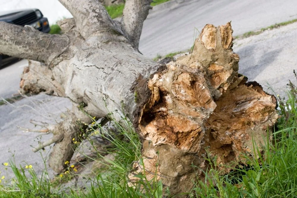 Utrudnienia na 1 Maja w Halembie – konar blokuje drogę!