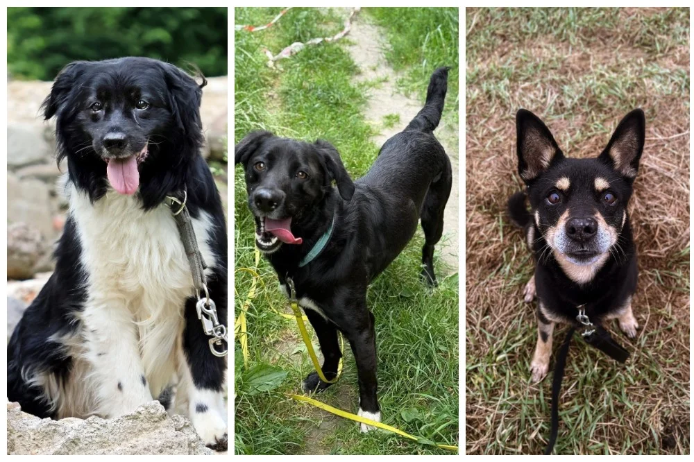 Fauniaki polecają się do adopcji – poznaj czworonogi czekające na dom!