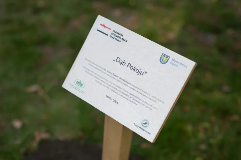 Dąb Pokoju posadzony w Siemianowicach Śląskich – upamiętnienie Tragedii Górnośląskiej