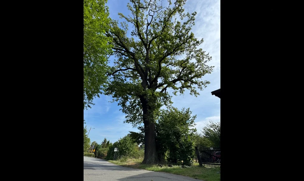 Orzesze szuka nazwy dla swojego pomnika przyrody – weź udział w konkursie