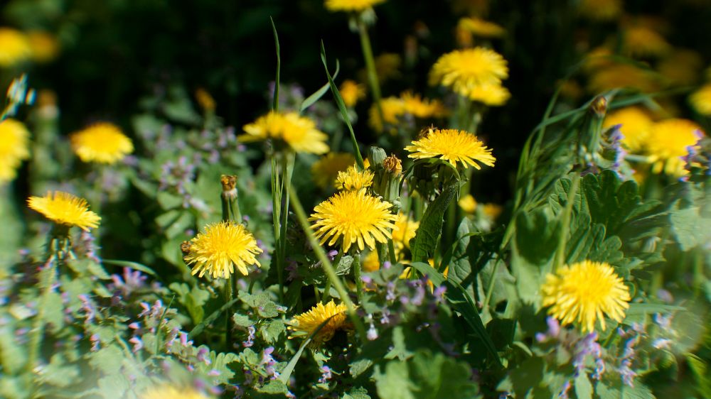 Jak mniszek lekarski wspiera oczyszczanie organizmu?